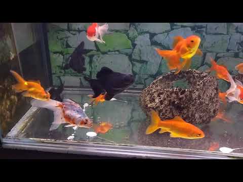 Vídeo: 7 Peixes De água Doce Perfeitos Para Um Tanque De 10 Galões