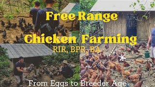 Paanu MagAlaga ng Heritage Chicken, Kayang kumita mahigit 20k per Week sa 300 plus na Breeder