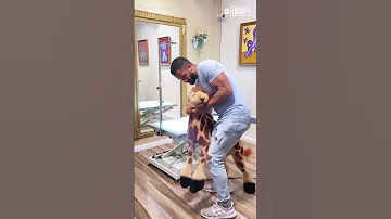 Dog groomer turns poodle into giraffe!