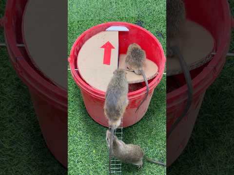 Best home mouse