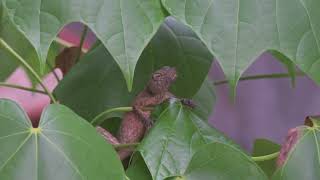 #กิ้งก่า #chameleon 17 8 2568