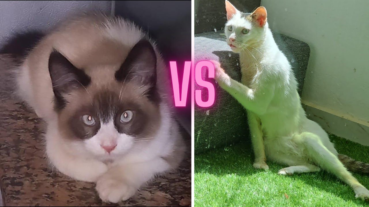 [48] Neighbor’s Cat Invades my Cats Playtime! - YouTube