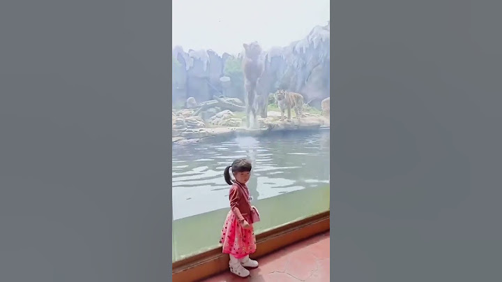 This is how Tigers hunt in nature #Tiger #hunting #Zoo #Lion