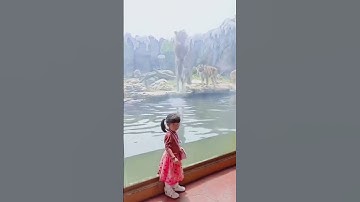 Thumbnail of This is how Tigers hunt in nature #Tiger #hunting #Zoo #Lion