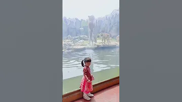 This Is How Tigers Hunt In Nature Tiger Hunting Zoo Lion 