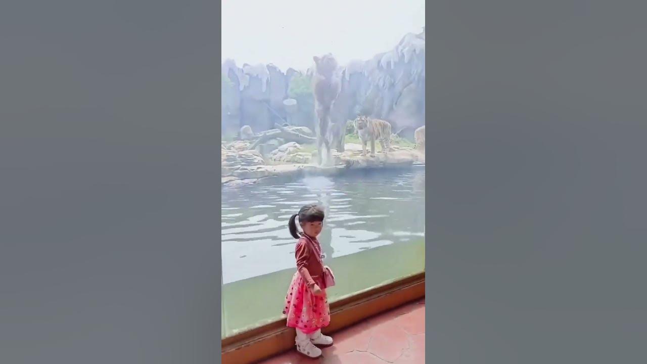 This is how Tigers hunt in nature #Tiger #hunting #Zoo #Lion
