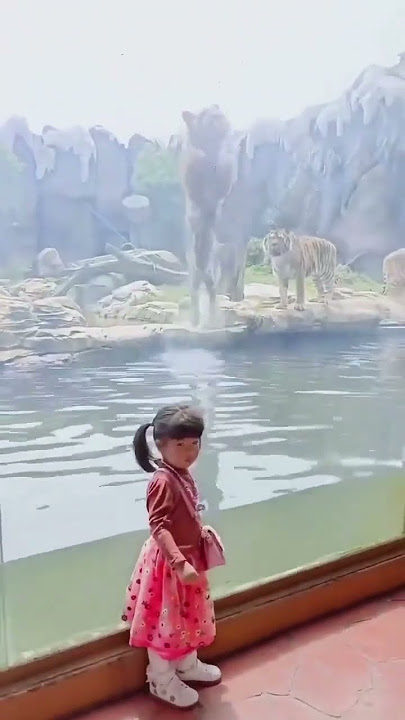 This is how Tigers hunt in nature #Tiger #hunting #Zoo #Lion