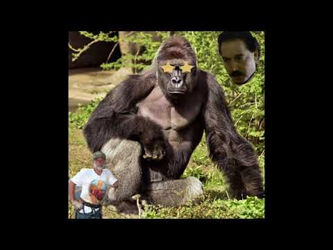 silverback-gorilla-tries-to-put-big-things-in-little-places
