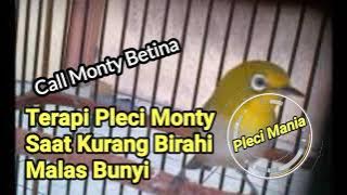 Pleci Monty Betina Paling Lenjehhh,,, Auto Bikin Ngalas!!!