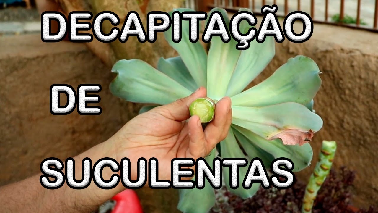 DICAS de decapitção e propagação das SUCULENTAS. - YouTube