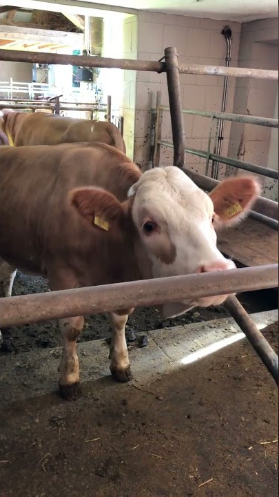 tickling a cow