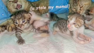 Adopted Kitten Gets JEALOUS of Mama Nursing an Orphan Kitten, POOR KITTEN Nursed by Foster MOM CAT