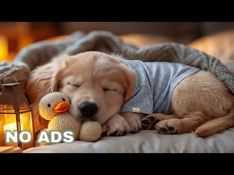 12 Hours Deep Sleep Music for Dogs 🐶 Dog Music To Calm Them 🌙 To Create Peaceful Bedtime Comfort