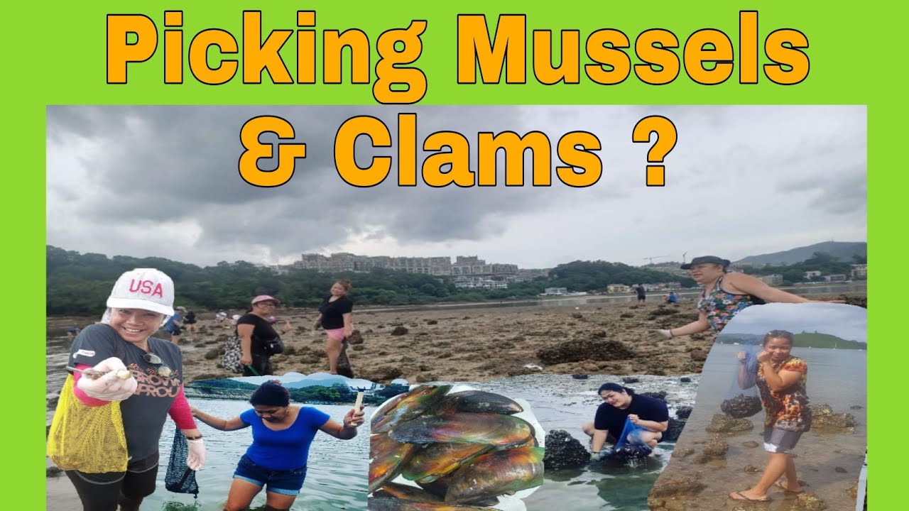 HOW TO HARVEST MUSSELS PICKING AND COOKING MUSSELS ,CLAMS AND OYSTER AT THE BEACH 