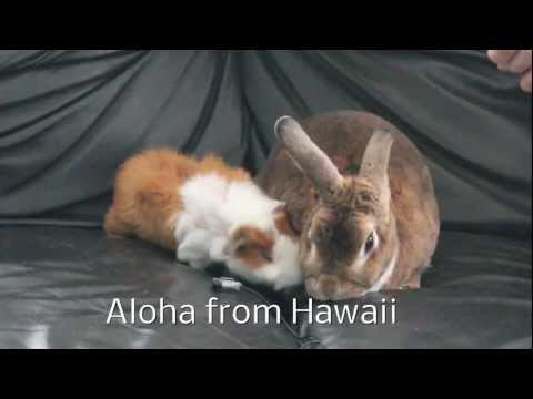 happy-guinea-pig-noises-and-cute-bunny-rabbit-animal-pets-hawaii-oahurabbit789.