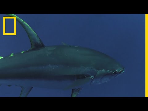 Vidéo: À quoi sert le thon albacore ?