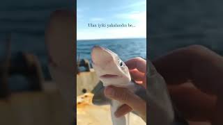 Ula Hayaat Diyen Balık