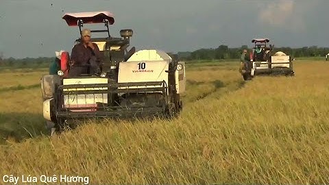 Máy Cắt YANMAR -AW82V - Cận Cảnh 3 Máy Cắt Chung Quá Lẹ