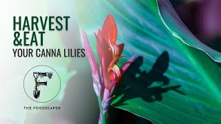 How to Harvest Cana Lilies (Yes, you can eat them!)