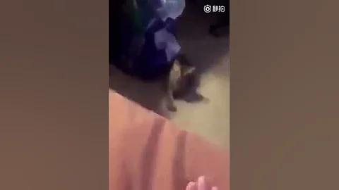 Video 1588751: persian american bobtail, american bobtail cat, rex japanese bobtail snowshoe, brown persian cat, somali cat havana