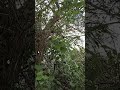 masih seputar kicauan burung,,