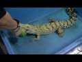 イリエワニ スイカ爆破　Albino Salt water crocodile blows water melon off