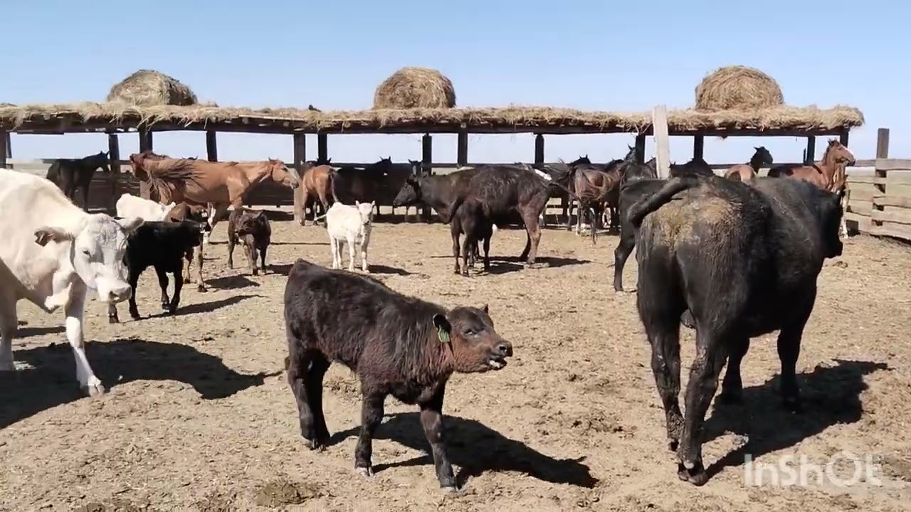 Перетащили вагон,коровы пришли на водопой,показ быков Ангусов.