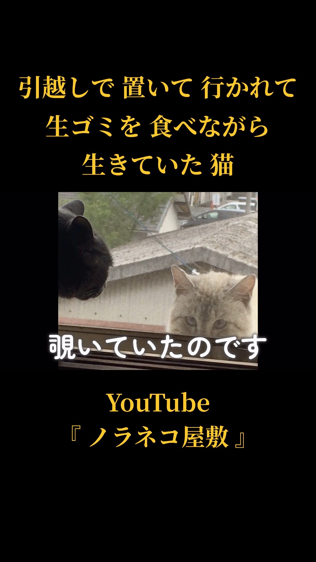 引越しで置いて行かれて 生ゴミを食べながら 生きていた猫① 【保護猫