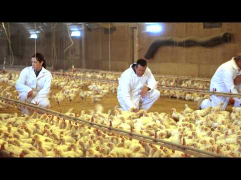 Video: Di chi è di proprietà Foster Farms?