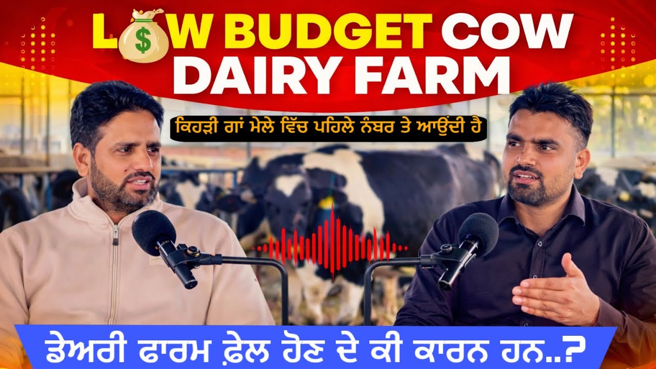ਡੇਅਰੀ ਫਾਰਮ ਫ਼ੇਲ ਹੋਣ ਦੇ ਕੀ ਕਾਰਨ ਹਨ How to Make a Successful Cow Dairy Farm from Low Budget | 