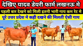 देखिए यादव डेयरी फार्म पर बेहतरीन गाय बिक्री के लिए उपलब्ध || yadav dairy farm lucknow gosainganj ||