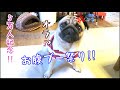 5万人記念!! 真夏のお腹ブー祭り!! [最後に告知あり]パグ犬ぷぅ Pug