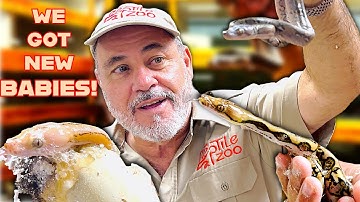 Opening Python Eggs! 🐍😍 Amazing Baby Snake Patterns Revealed🤯