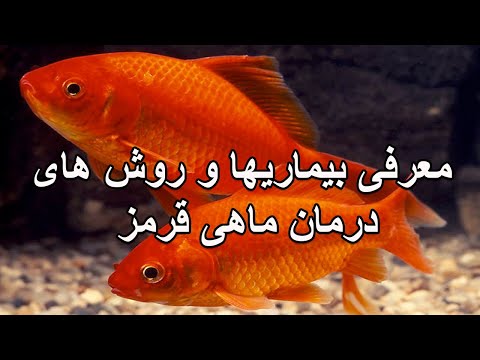 تصویری: 3 راه برای دادن دارو به گربه ها