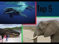 Top 5 najväčších zvierat na svete