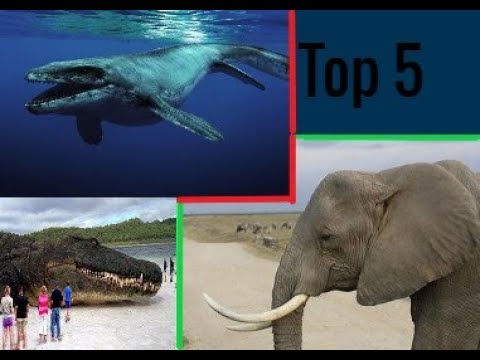 Video: Top 10 Najchytrejších Zvierat Na Planéte