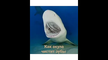 #shorts Как акула чистит зубы