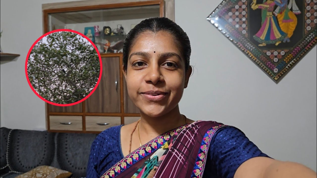 દરજીડો માળો બનાવવા આવ્યો 🐦‍⬛ | The happy HOME Vlogs 