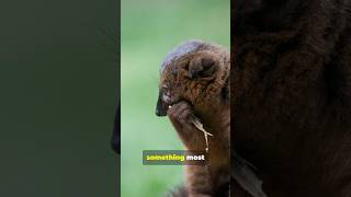 You Won't Believe How Platypuses Feed Their Babies! #shorts #viralshorts #viral #funfacts #facts
