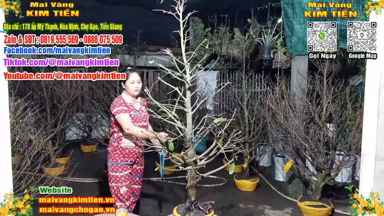 Phôi Mai Thủ Đức Giá Rẻ Bao Ship Bao Sống Toàn Quốc - Mai Vàng Kim Tiền Chợ Gạo