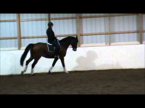 Horse for sale - Bigelow 1