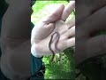 このミミズがほんま無双に釣れる神ルアーだった!#バス釣り