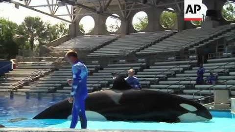 Welfare of captive orca (killer) whales under fresh scrutiny