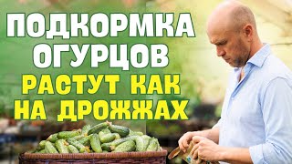 Огурцы. ПОДКОРМКА для невероятного урожая.