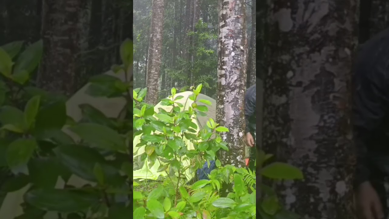 Solo Camping in the Forest: Torrential Rain, Thunderstorms & Fog IV 