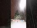 Snow Storm _ Wind Sounds #Nature #Canada #Toronto #Shorts
