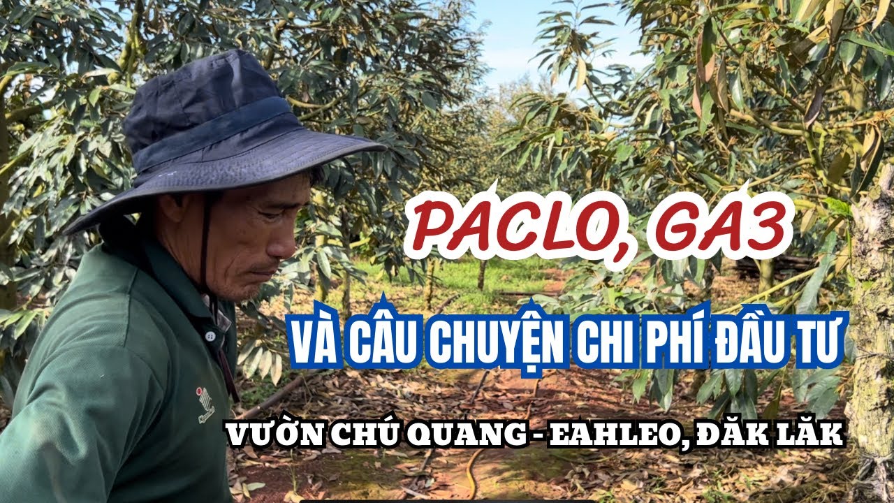 CHI PHÍ ĐẦU TƯ CHO VƯỜN SẦU RIÊNG - CHÚ QUANG EAHLEO, ĐĂK LĂK