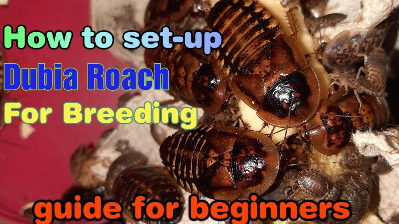 Picture of How to set-up dubia roach for breeding (good for beginners) tagalog ...