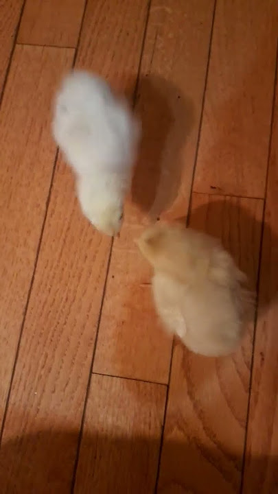 last day with chicks 🐣🐥🐤