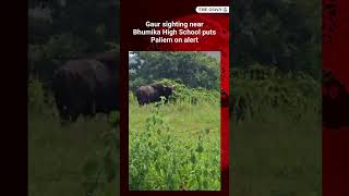 Gaur sighting near Bhumika High School puts Paliem on alert